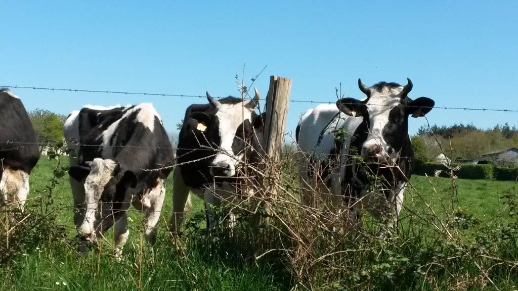20150419_155142.jpg Kühe auf Wiese