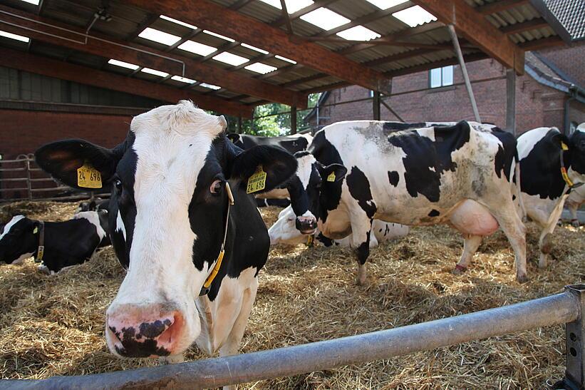Kühe im Stall