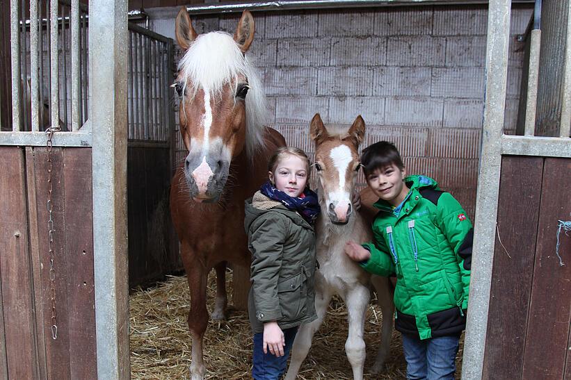 Haflinger Zuchtbetrieb Stange