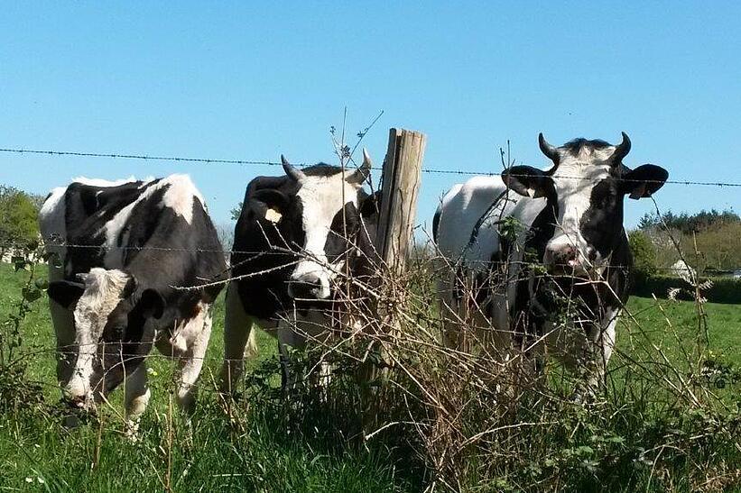 Kühe auf Wiese